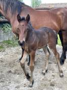 Pouliche Cob X Frison