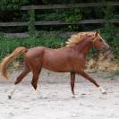 Vends poney hongre 3 ans D alezan crins lavés