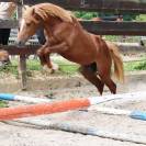 Vends poney hongre 3 ans D alezan crins lavés