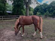 Vends poney hongre 3 ans D alezan crins lavés