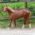 Vends poney hongre 3 ans D alezan crins lavés