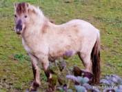 cheval fiord en vente 