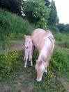 cheval fiord en vente 