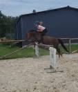 Gelding French Saddle Pony For loan 2017 Liver chestnut