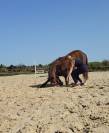 Gelding French Saddle Pony For loan 2017 Liver chestnut