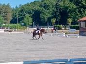 Gelding French Saddle Pony For loan 2017 Liver chestnut