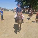 Gelding French Saddle Pony For loan 2017 Liver chestnut