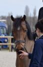 DP Maisons-laffitte Poney Maxi C
