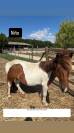 vente poneys cause cessation activité
