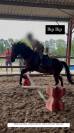 vente poneys cause cessation activité