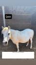 vente poneys cause cessation activité