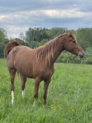 Cheval à vendre jument SBS 3 ans