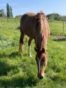 Cheval à vendre jument SBS 3 ans