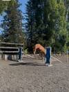 Yegua sBs Caballo de Deporte Belga En venta 2022 Alazán por Matisse de mariposa