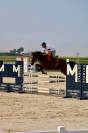 KWPN 11 ans – 1m66 – CSO 110 – Idéale amateur – 13000 €