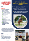 KWPN 11 ans – 1m66 – CSO 110 – Idéale amateur – 13000 €