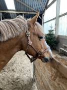 Poney de Sport CSO