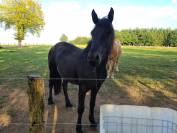 Jument Merens 2 ans