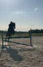 Jument grande qualité-Selle Français 6 ans 