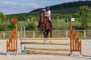 Jument grande qualité-Selle Français 6 ans 