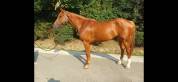 5 ans cso