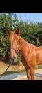 5 ans cso