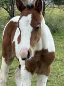 Poulain apha