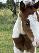 Poulain apha