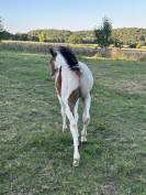 Poulain apha