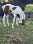 Poulain apha