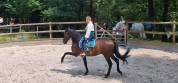 Cheval espagnol 13 ans