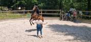 Cheval espagnol 13 ans