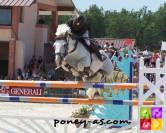 Femelle PFS 2025 - Belles origines pour sport ou repro
