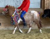Duo des bleuets, poney ONCP (50% shetland) 