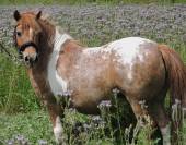 Duo des bleuets, poney ONCP (50% shetland) 