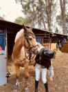 Fidèle de Ouf - ponette welsh Cob -10 ans - palomino