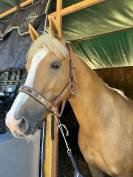 Fidèle de Ouf - ponette welsh Cob -10 ans - palomino