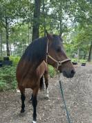 Gelding Franche-Montagne For sale 2021 Bay