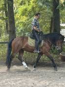 Gelding Franche-Montagne For sale 2021 Bay