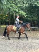 Gelding Franche-Montagne For sale 2021 Bay