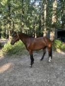Gelding Franche-Montagne For sale 2021 Bay