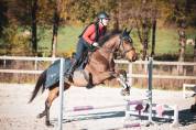 Hongre, 7 ans 