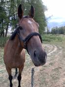 Hongre, 7 ans 