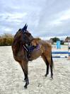 Hongre, 7 ans 