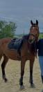 Hongre, 7 ans 