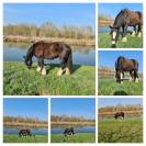Cherche Cavalier/Cavalière pour Chevaux de Loisir