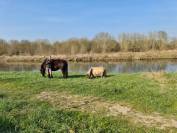 Cherche Cavalier/Cavalière pour Chevaux de Loisir