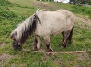 Cherche Cavalier/Cavalière pour Chevaux de Loisir