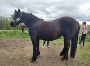 Cherche Cavalier/Cavalière pour Chevaux de Loisir