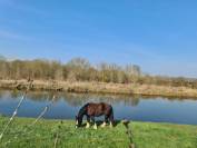 Cherche Cavalier/Cavalière pour Chevaux de Loisir